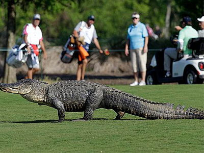 Έπαιζε γκολφ και τον… δάγκωσε κροκόδειλος