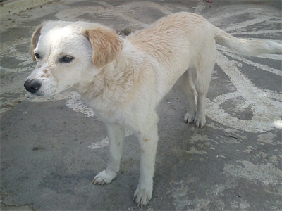 Το εγκατέλειψαν μπροστά από ένα κτηνιατρείο