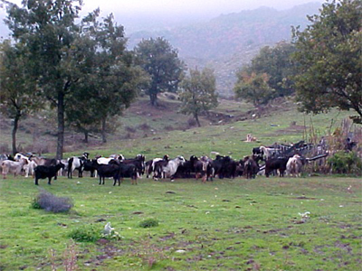 Προβλήματα σε κτηνοτροφικά χωριά δημιουργούν οι ψύλλοι!