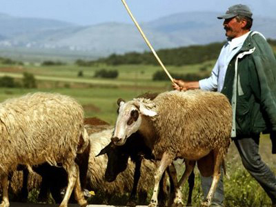 Τις αποζημιώσεις τους ζητούν οι Ηρακλειώτες κτηνοτρόφοι