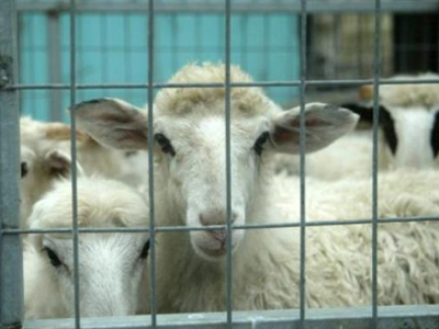 «Κτηνοτροφία: Προβλήματα – Προοπτικές»