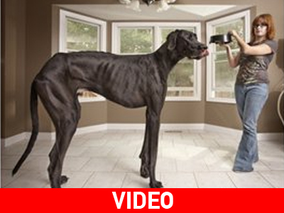 Eίναι ο Δίας, το σκυλί των ρεκόρ Guinness!