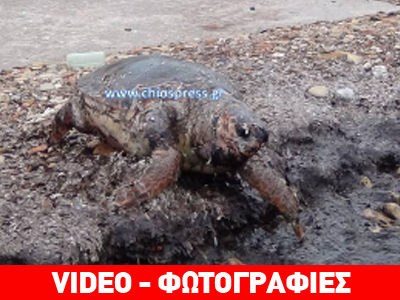 Νεκρή καρέτα-καρέτα στη Χίο