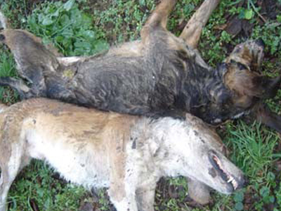 Σκότωσε τα σκυλιά του γείτονά του για να τον εκδικηθεί