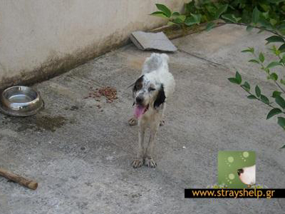 Ένα ταλαίπωρο ζωάκι ζητεί τη βοήθειά σας