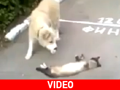 Κοιμάται ο γάτος και η τύχη του δουλεύει