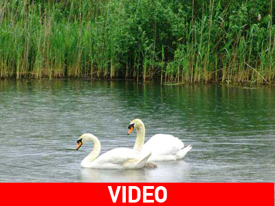 Δικαίωμα στο… διαζύγιο και οι κύκνοι