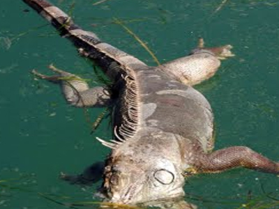 Νεκρό ιγκουάνα στο λιμάνι του Ναυπλίου