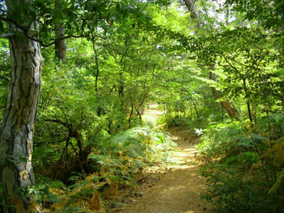 Έβρος: Σήμα κινδύνου για το Εθνικό Πάρκο Δάσους Δαδιάς-Σουφλίου-Λευκίμης