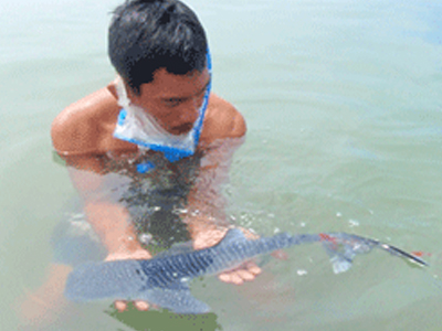 Μικροσκοπικός φαλαινοκαρχαρίας στις Φιλιππίνες