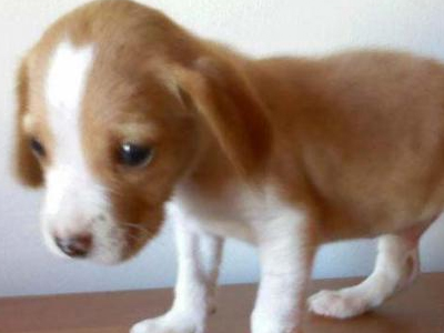 Μια οικογένεια για τον μικρό Λάκη