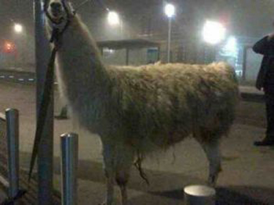 Γαλλία: Βόλτα με το τραμ για… λάμα