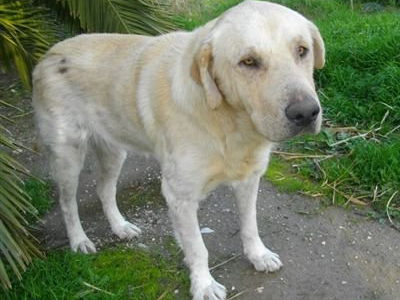 Γλυκύτατο λαμπραντόρ ζητεί τη βοήθειά σας