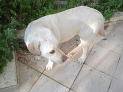 Βρέθηκε θηλυκό Λαμπραντόρ