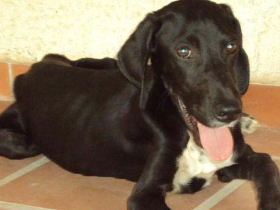 Γλυκό Λαμπραντόρ χαρίζεται