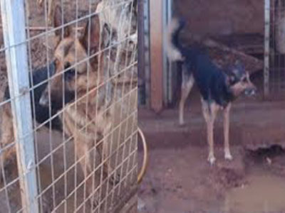 Χαρίζονται η Λάσσυ και η Ρούμπυ