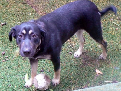 Δώστε μια ευκαιρία στη Lassie