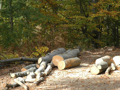 Σε επιφυλακή τα Δασαρχεία του Νομού Τρικάλων