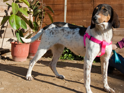 Η γλυκιά Λέιλα αναζητεί οικογένεια