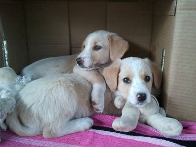 Χαρίζονται πανέμορφα κουταβάκια