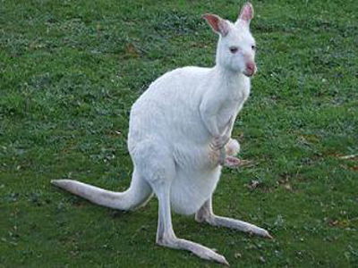 Δεύτερο λευκό καγκουρό γεννήθηκε στην Κύπρο