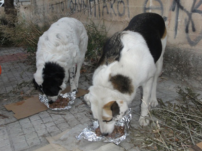 Χαρίζονται σκυλίτσες