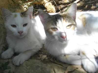 Χαρίζονται η Lila και η Lola