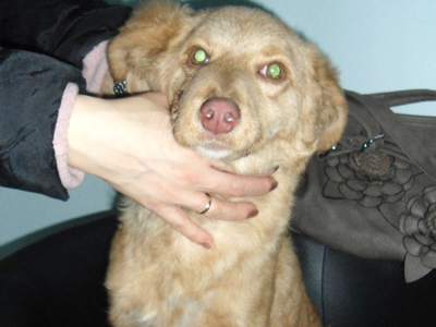 Δίνεται για υιοθεσία η Λιλιάννα