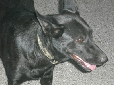 Η Λίνα ψάχνει σπιτάκι