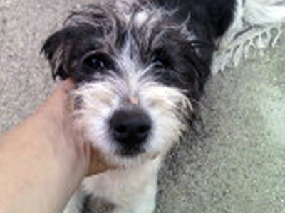 Αναζητείται γκριφονάκι στα Α. Λιόσια