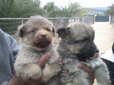 Μια αγκαλιά για τα κουταβάκια