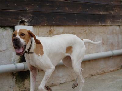 Η καθαρόαιμη Λίζα ψάχνει οικογένεια