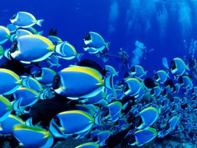 Παγκόσμια Ημέρα Ωκεανών Παγκόσμια Ημέρα Ωκεανών