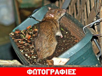 Η βουβωνική πανώλη επέστρεψε Η βουβωνική πανώλη επέστρεψε