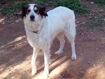 Η Λούσυ αναζητεί σπιτάκι