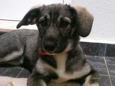 Κορίτσι για σπίτι!