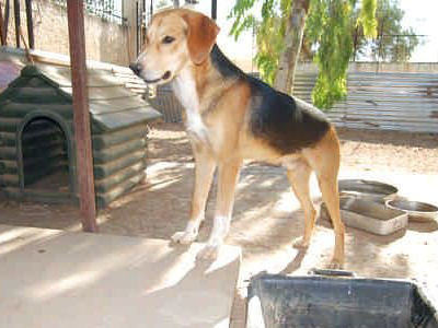 Βρέθηκαν εγκαταλελειμμένα