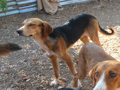 Αναζητούν σπιτάκι