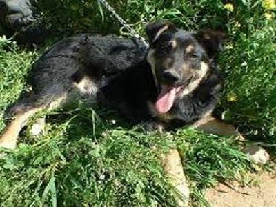 Μήπως χάσατε ένα ημίαιμο λυκόσκυλο;