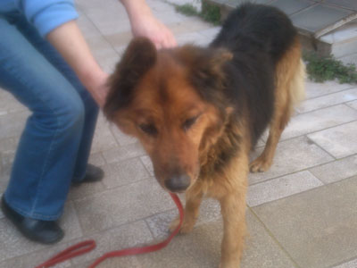 Βρέθηκε λυκόσκυλο στο Χαλάνδρι