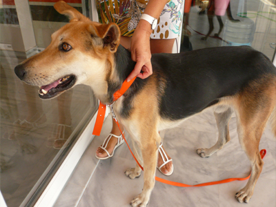 Λυκόσκυλο βρέθηκε στο Μαρούσι