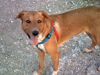 Αγνοείται η Luna