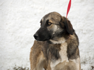 Η Μάγια ψάχνει σπίτι