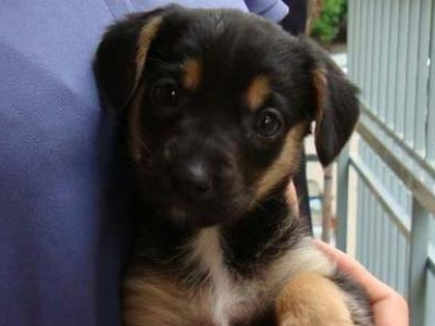 Χαρίζεται παιχνιδιάρικο γκεκάκι