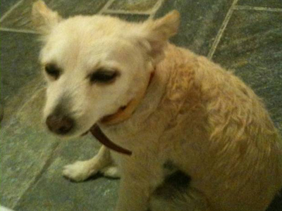 Μήπως είδε κανείς τη Μάγια;