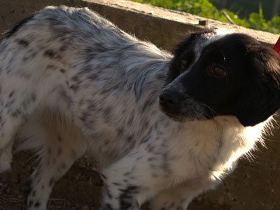 Χαρίζεται η γλυκιά κουταβίτσα Majorca