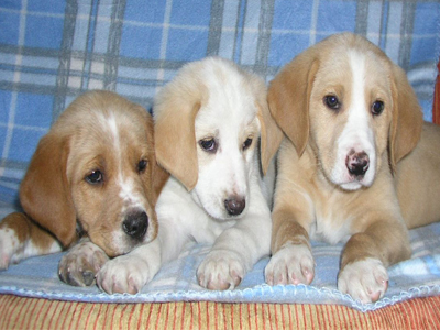 Γλυκά σκυλάκια δίνονται για υιοθεσία