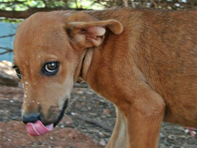Η γλυκιά Μανίνα αναζητεί σπίτι