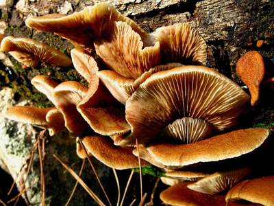 Τα… «μαγικά» μανιτάρια!