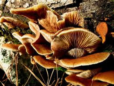 Οι ευεργετικές ιδιότητες των μανιταριών